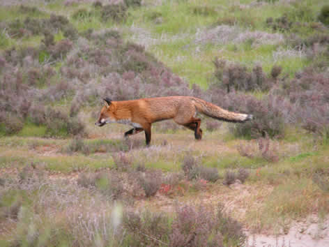fox2.jpg